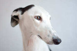 A,Greyhound,Observes,The,Outside,Of,His,Chenil,In,A