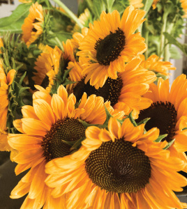 Sunflowers make everyone smile © Stonecrop Farm copy