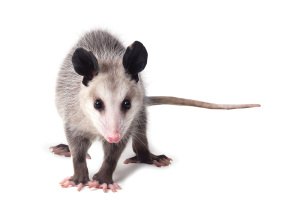 Young,Virginian,Opossum,(didelphis,Virginiana),Stands,On,A,White,Background