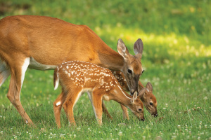 A,White-tailed,Deer,Doe,And,Its,Two,Fawns,In,An