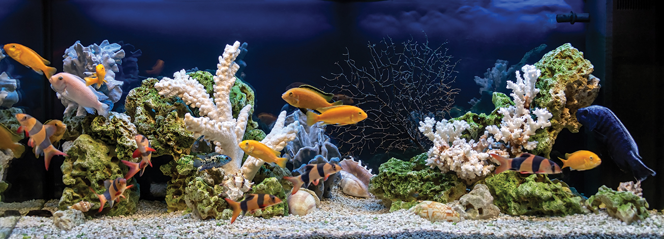 The Age of Aquariums