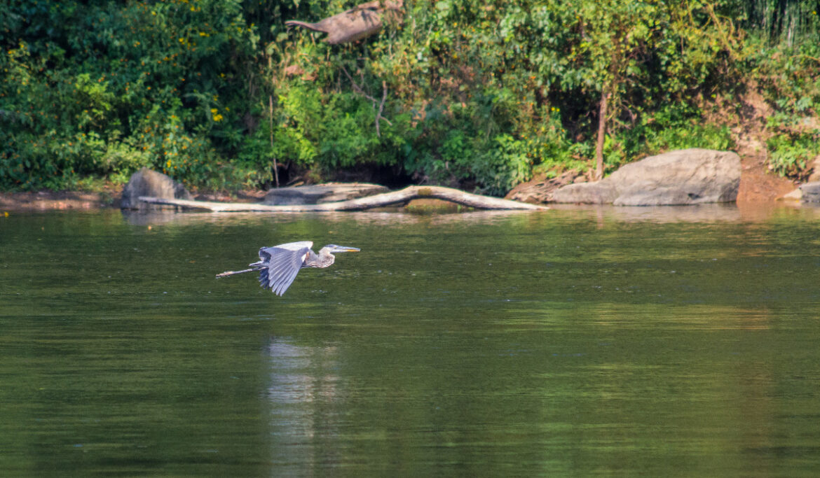 IMG_8527 Blue Heron on New River by Alisa H Moody