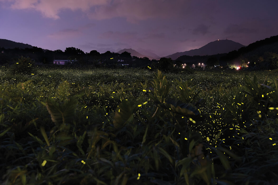 Fire,Flies,Glowing,At,Twilight,In,The,Countryside,In,Hong
