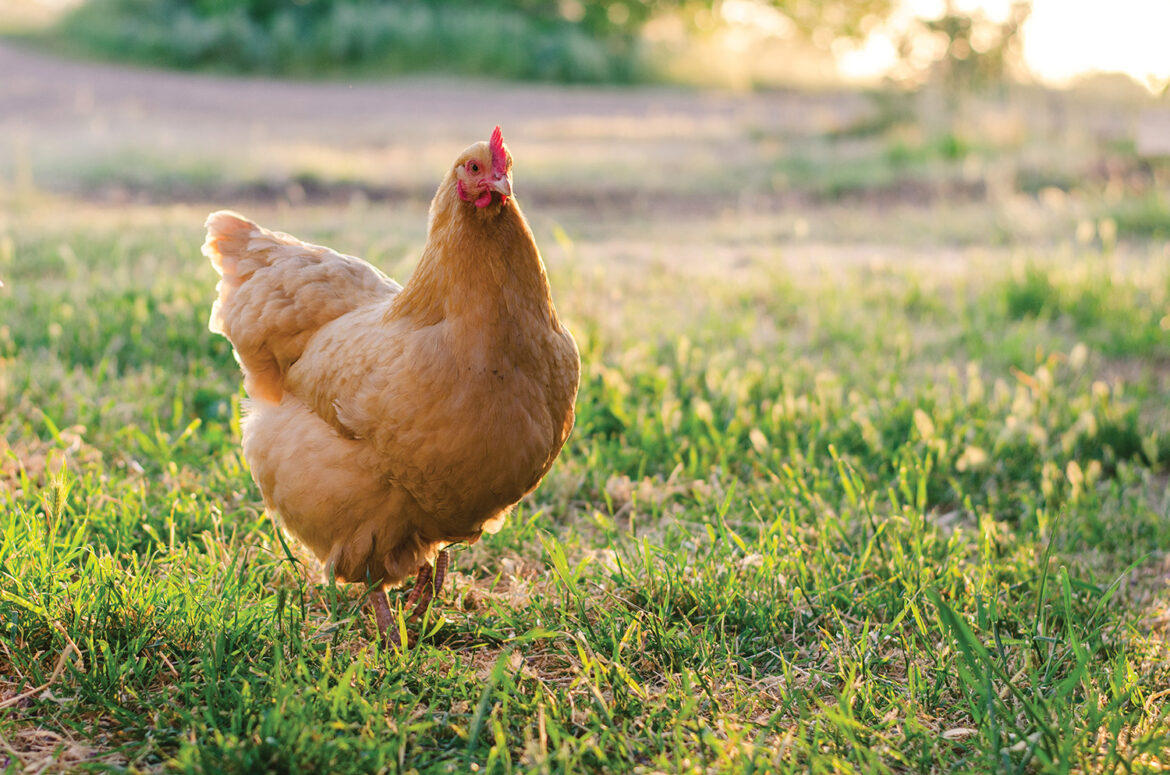 Free,Range,Chickens,At,Golden,Hour,Enjoying,The,Afternoon